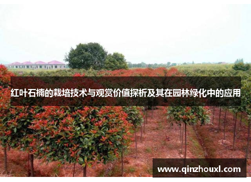红叶石楠的栽培技术与观赏价值探析及其在园林绿化中的应用